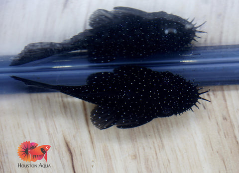 L183 - Starlight Bristlenose Pleco size 2.5”