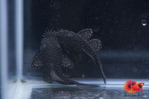 L183 - Starlight Bristlenose Pleco size 2.5”