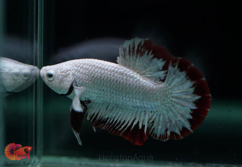 Red Snow Dragon Over Halfmoon Plakat