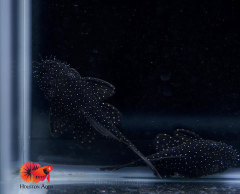 L183 - Starlight Bristlenose Pleco size 2.5”