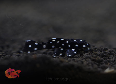 L240 - Galaxy Vampire Pleco size 3.5-4”