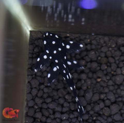 L240 - Galaxy Vampire Pleco size 3.5-4”