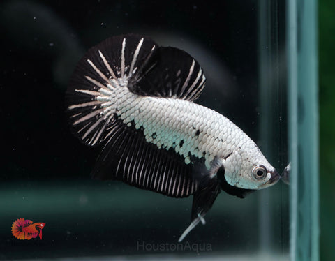 Black Dragon Halfmoon Plakat