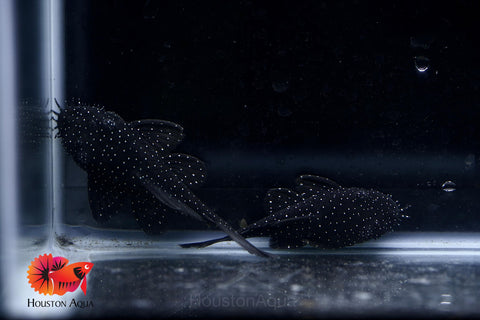 L183 - Starlight Bristlenose Pleco size 2.5”
