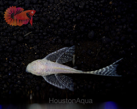 Albino Longfin Pleco