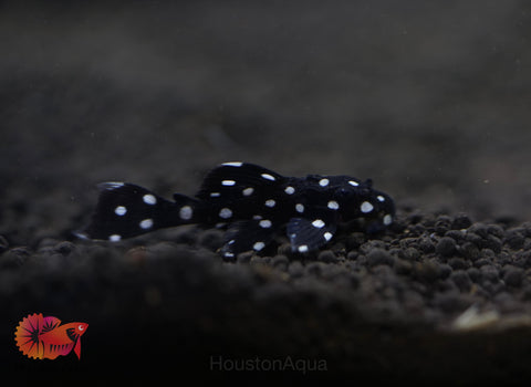 L240 - Galaxy Vampire Pleco size 3.5-4”