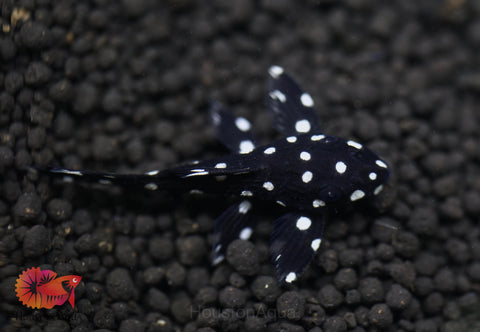 L240 - Galaxy Vampire Pleco size 3.5-4”