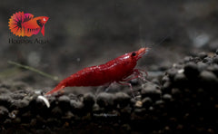 Fire Red Neocaridina Shrimp - Grade SSS++