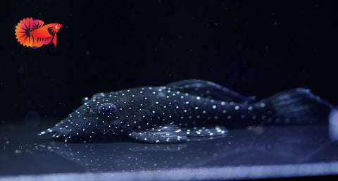 L183 - Starlight Bristlenose Pleco size 2.5”