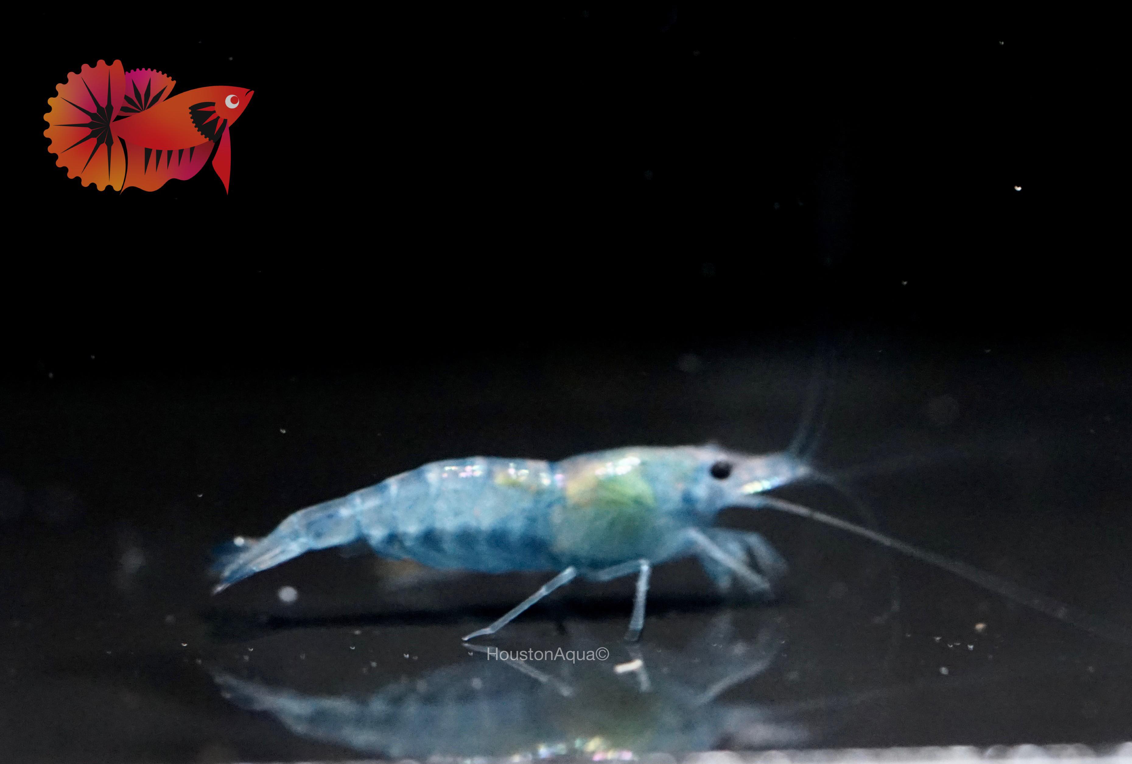 Blue Jelly Neocaridina Shrimp - Grade SSS++