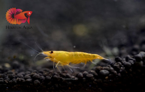 Pumpkin Shrimp - Neocaridina Shrimp - Grade SSS++