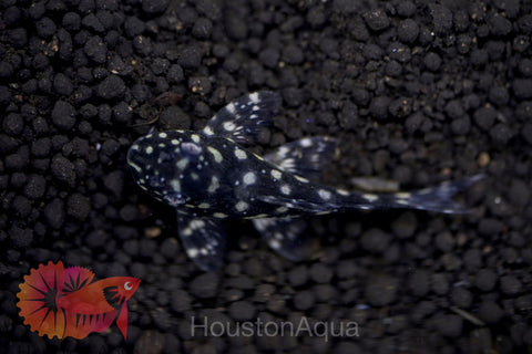 L471 - White Spotted Dwarf Hypancistrus size 4”