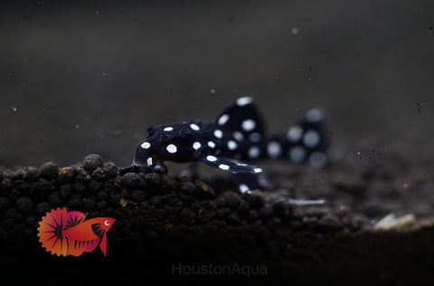 L240 - Galaxy Vampire Pleco size 3.5-4”