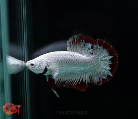 Red Snow Dragon Over Halfmoon Plakat