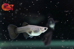 Full Black Guppy