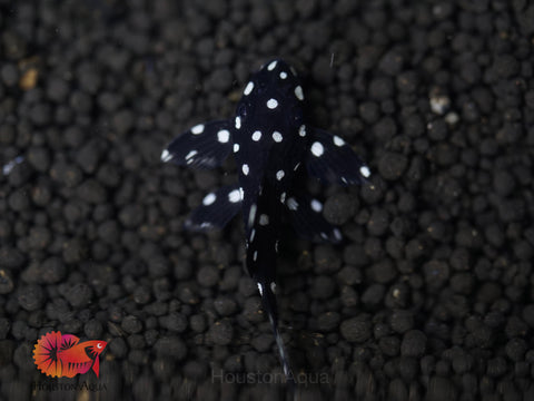 L240 - Galaxy Vampire Pleco size 3.5-4”