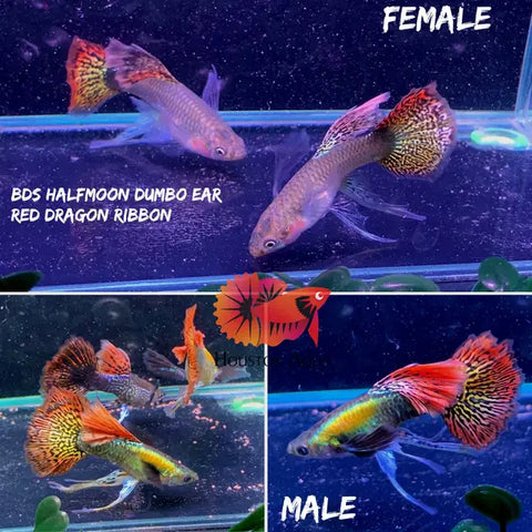 "New Gene" Dumbo Red Dragon RIBBON BDS Halfmoon Guppy