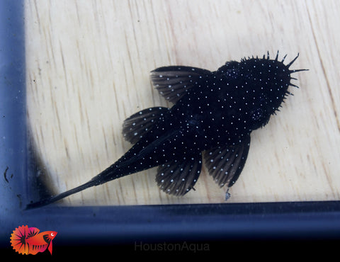 L183 - Starlight Bristlenose Pleco size 2.5”