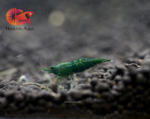 Green Jade Neocaridina Shrimp - Grade SSS++