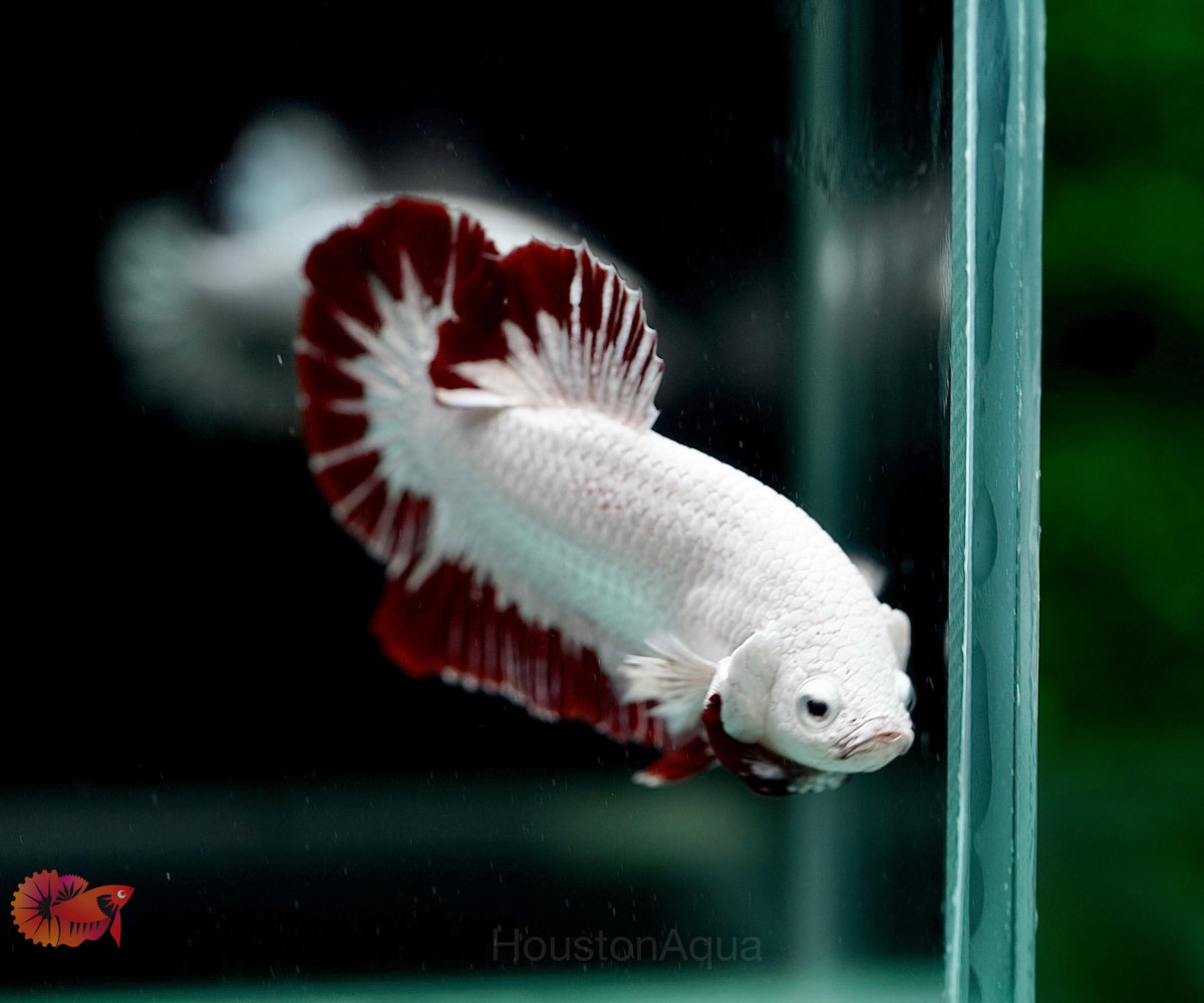 Red Snow Dragon Over Halfmoon Plakat