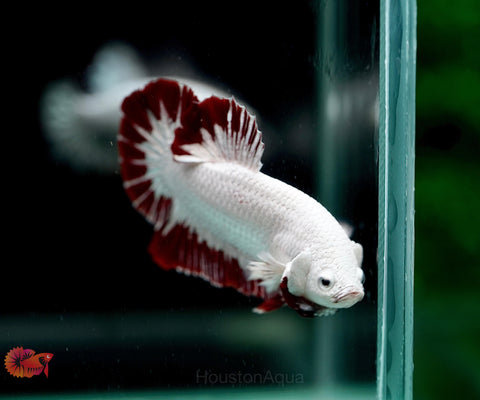 Red Snow Dragon Over Halfmoon Plakat