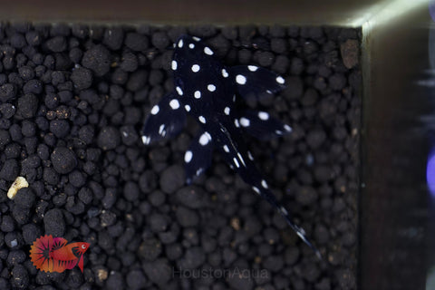 L240 - Galaxy Vampire Pleco size 3.5-4”