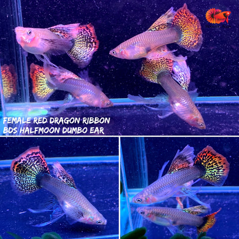 "New Gene" Dumbo Red Dragon RIBBON BDS Halfmoon Guppy