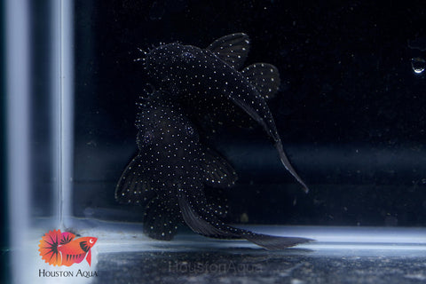 L183 - Starlight Bristlenose Pleco size 2.5”