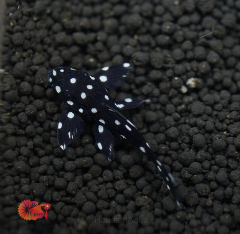 L240 - Galaxy Vampire Pleco size 3.5-4”