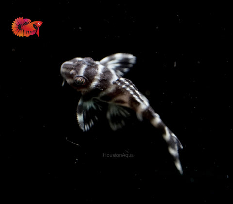 L333 - White King Tiger Pleco (Hypancistrus sp.)