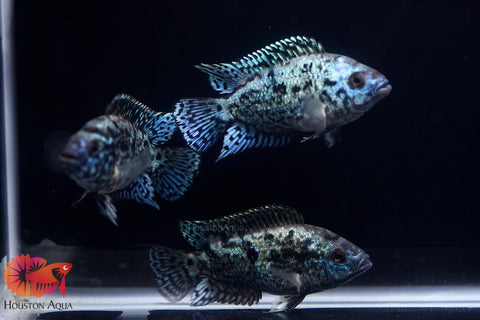 Electric Blue Jack Dempsey Cichlid Live Fish (Size 1.2")