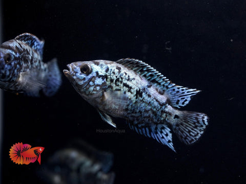 Electric Blue Jack Dempsey Cichlid Live Fish (Size 1.2")