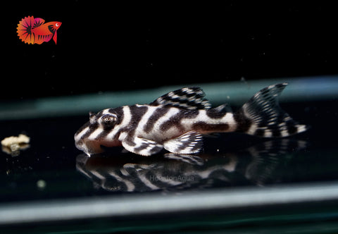 L333 - White King Tiger Pleco (Hypancistrus sp.)
