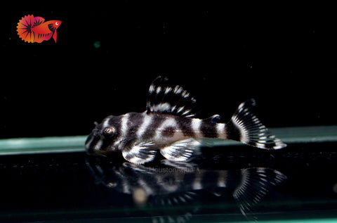 L333 - White King Tiger Pleco (Hypancistrus sp.)