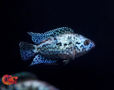 Electric Blue Jack Dempsey Cichlid Live Fish (Size 1.2")