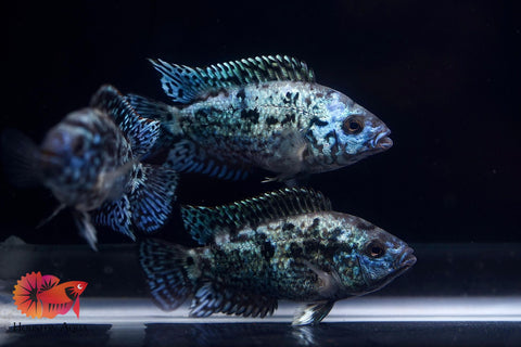 Electric Blue Jack Dempsey Cichlid Live Fish (Size 1.2")