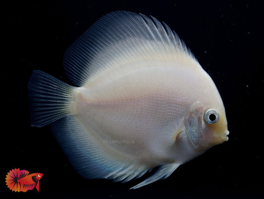White Pearl Discus Fish