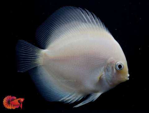 White Diamond Discus - Size 3.5-4”