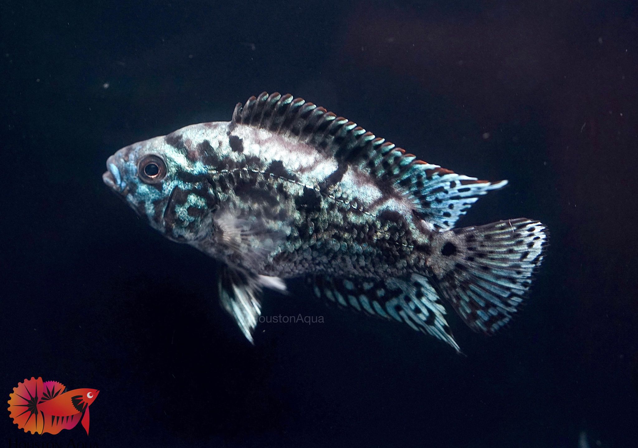 Electric Blue Jack Dempsey Cichlid Live Fish (Size 1.5)