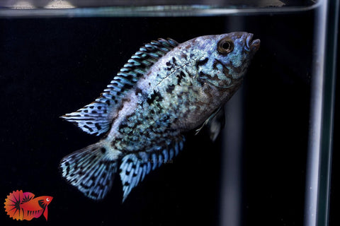 Electric Blue Jack Dempsey Cichlid Live Fish (Size 1.2")