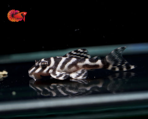 L333 - White King Tiger Pleco (Hypancistrus sp.)