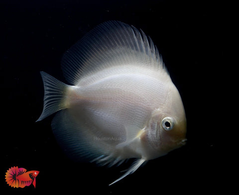 White Diamond Discus - Size 4"