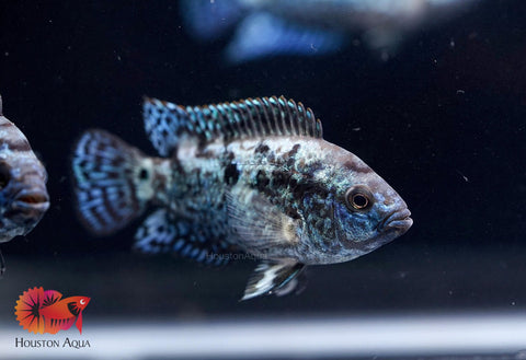 Electric Blue Jack Dempsey Cichlid Live Fish (Size 1.2")