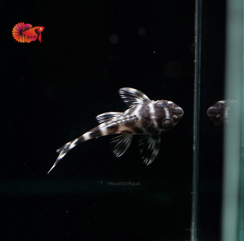 L333 - White King Tiger Pleco (Hypancistrus sp.)