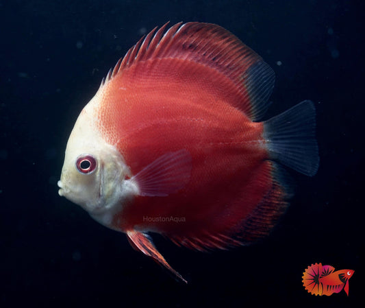 Red Melon Discus Fish 3.5"
