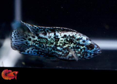 Electric Blue Jack Dempsey Cichlid Live Fish (Size 1.2")