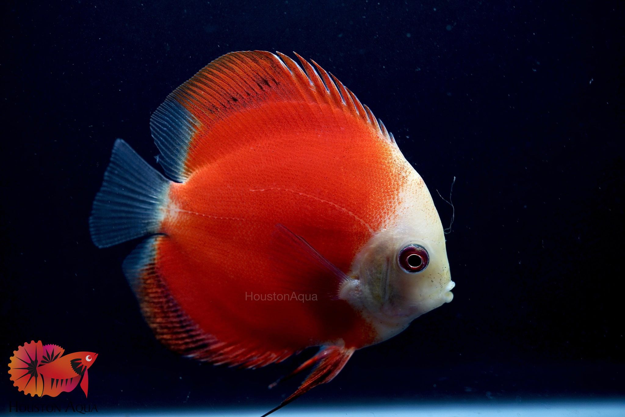 Red Melon Discus Fish 3.5