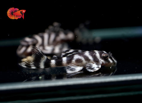 L333 - White King Tiger Pleco (Hypancistrus sp.)