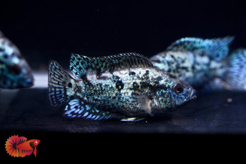 Electric Blue Jack Dempsey Cichlid Live Fish (Size 1.2")