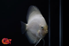 White Pearl Discus Fish
